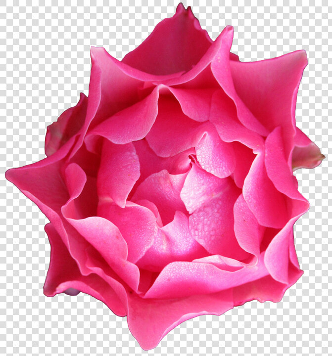 Transparent Rose Petals Falling Png   Rose  Png DownloadTransparent PNG