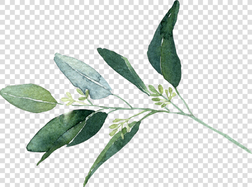 Seeded Eucalyptus   Bay Laurel  HD Png DownloadTransparent PNG