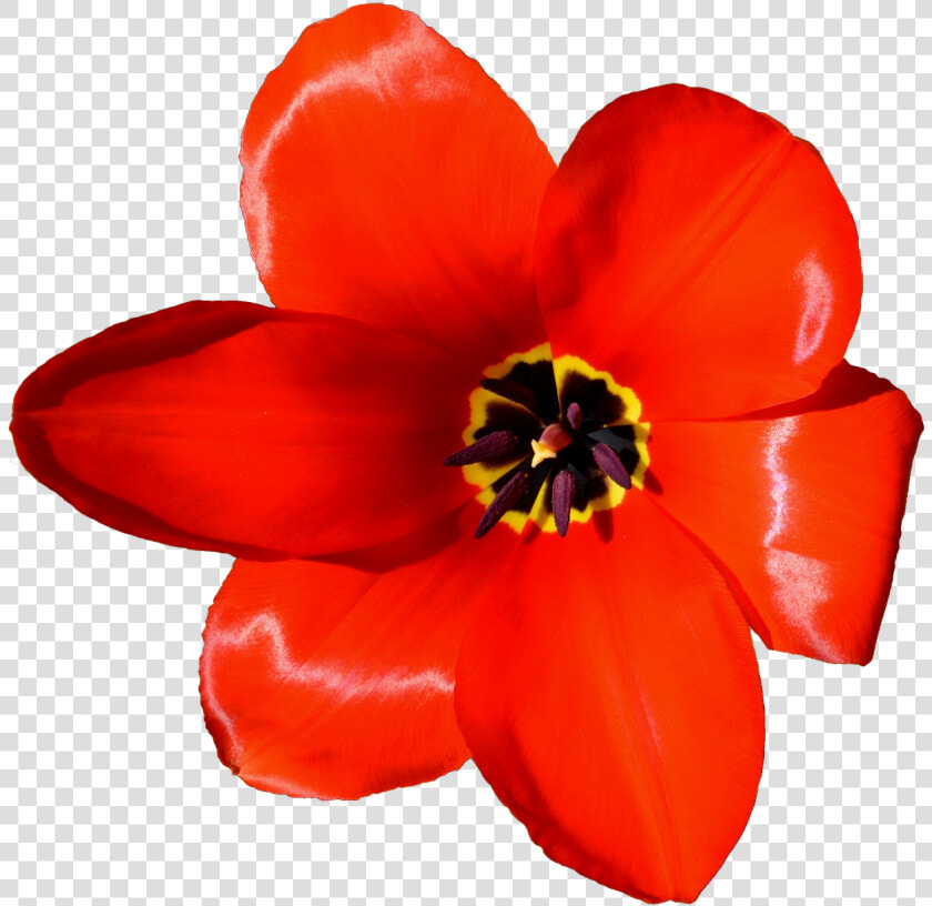 Flower Tulip Petal Microsoft Powerpoint Presentation   Lily Family  HD Png DownloadTransparent PNG