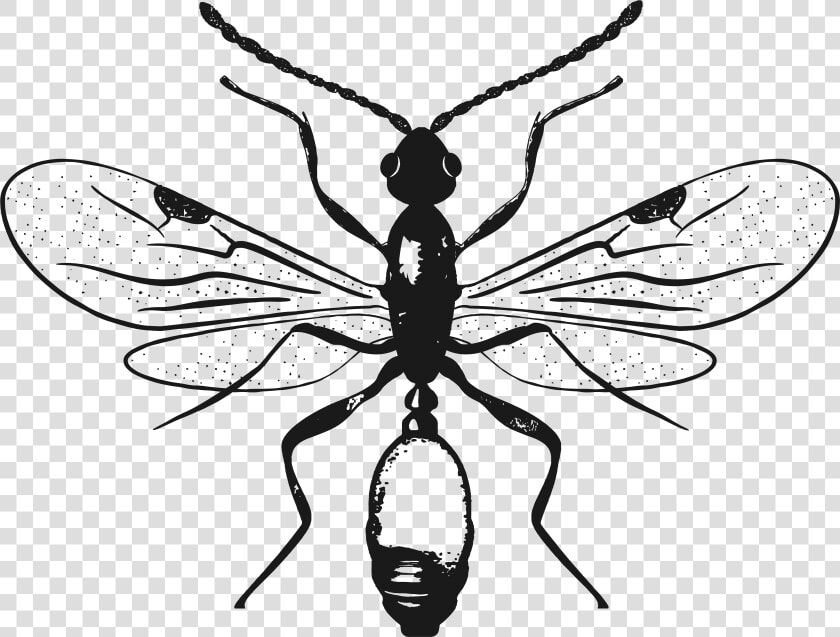 Black Ants  HD Png DownloadTransparent PNG