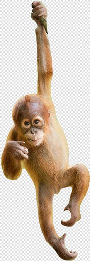 Need Our Help   Macaque  HD Png DownloadTransparent PNG