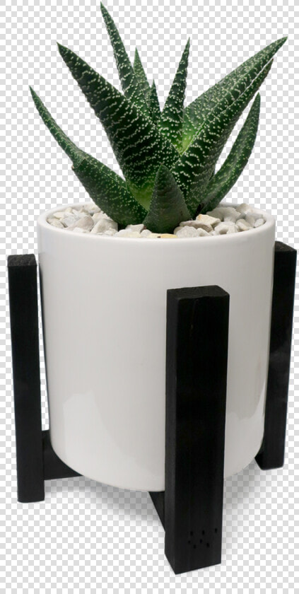 Transparent Desk Plant Png   Flowerpot  Png DownloadTransparent PNG