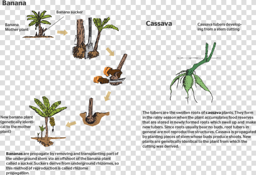 How Do Plants Reproduce Sexually   Flower  HD Png DownloadTransparent PNG