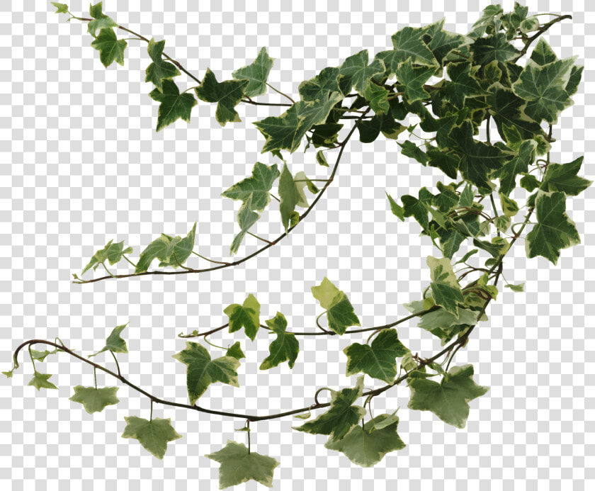 Common Ivy Houseplant Devil S Ivy Vine   Ivy Png  Transparent PngTransparent PNG