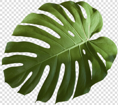 Monstera Deliciosa  HD Png DownloadTransparent PNG