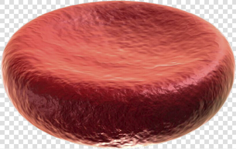 Transparent White Blood Cell Clipart   Human Blood Cells  HD Png DownloadTransparent PNG