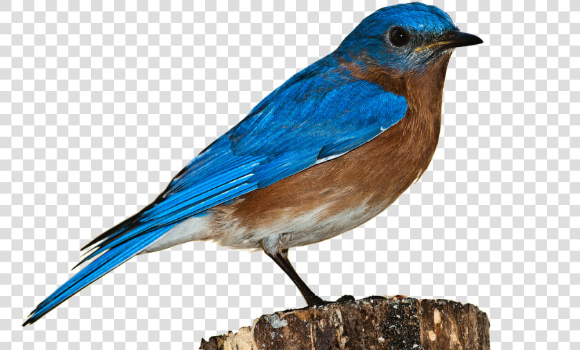 Bird  Bluebird  Bird Png  Nature  Perched  Isolated   Bird Hd Transparent Background  Png DownloadTransparent PNG