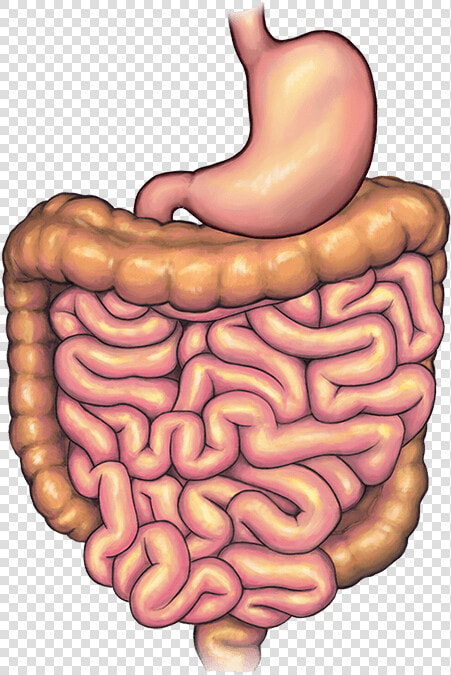 Stomach Before Bariatric Weight Loss Surgery   Illustration  HD Png DownloadTransparent PNG