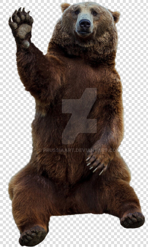 Grizzly bear   Grizzly Bear Png Transparent  Png DownloadTransparent PNG