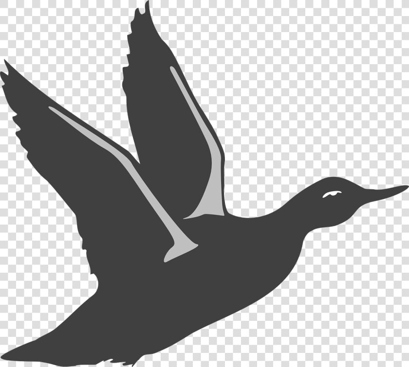 Duck  Bird  Flying  Wings  Animal  Beak  Feathers   Bird Take Off Silhouette  HD Png DownloadTransparent PNG