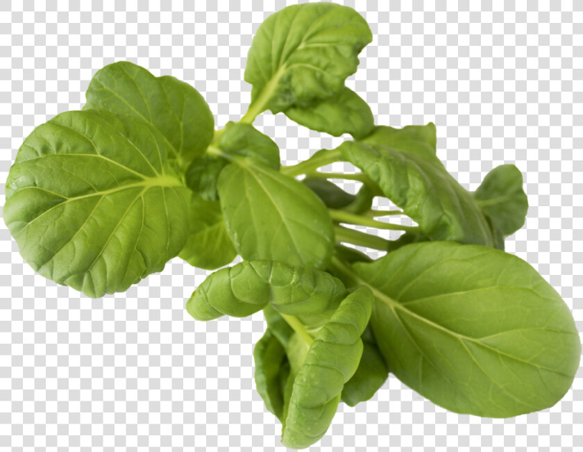 Bok Choy  HD Png DownloadTransparent PNG