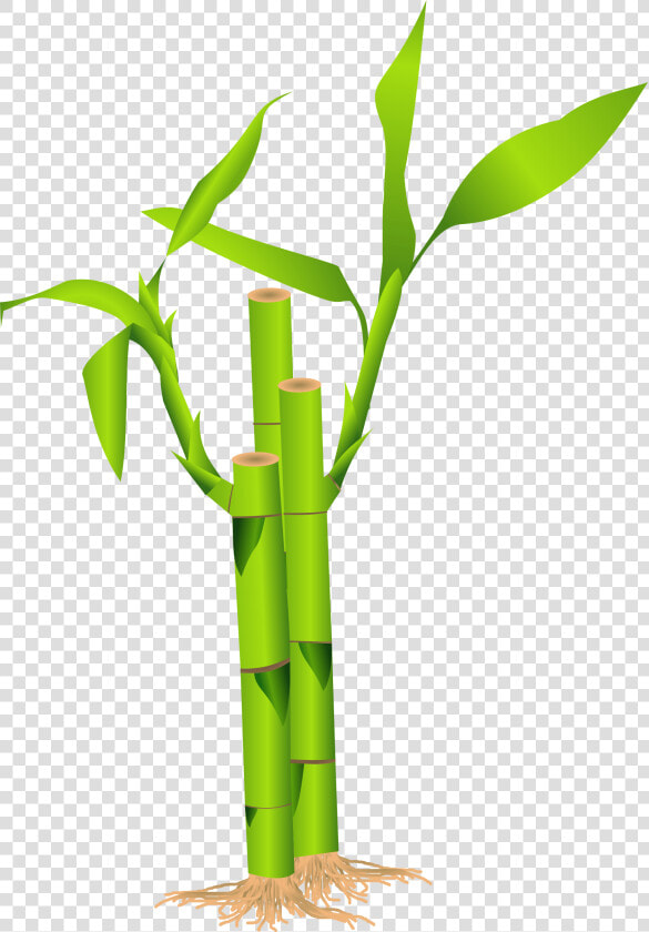 Bamboo Tree Png   Bamboo Clipart  Transparent PngTransparent PNG