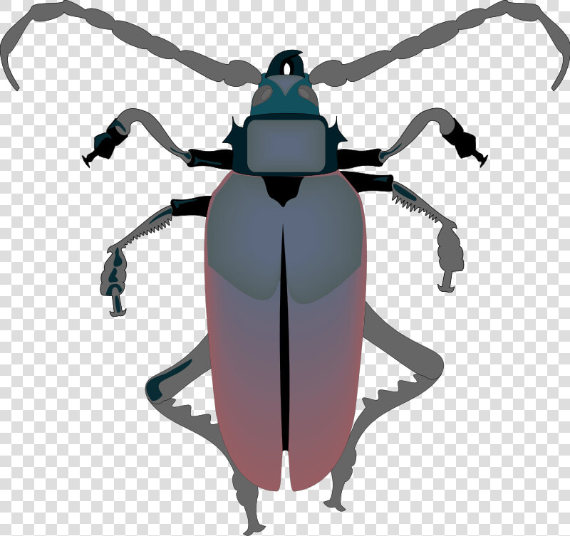 Insect 29 Free Vector   Vector Insect Hd  HD Png DownloadTransparent PNG