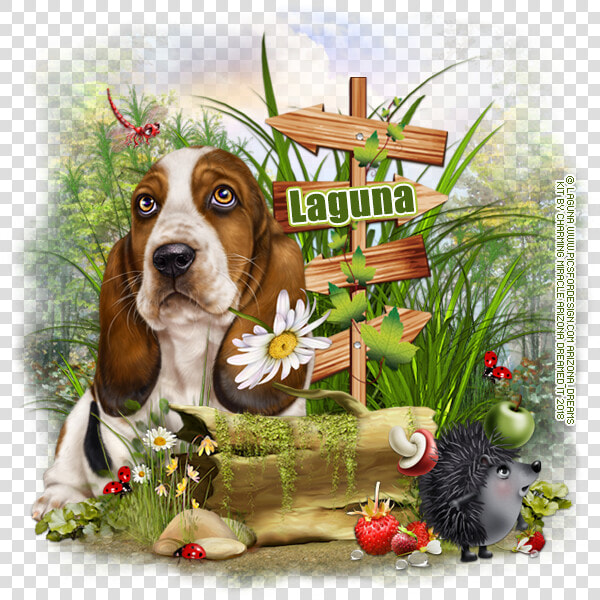 Basset Hound  HD Png DownloadTransparent PNG