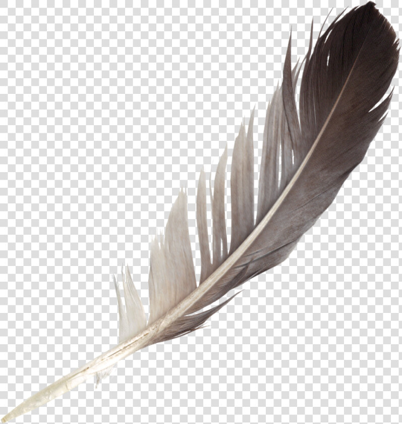 Transparent Feather Pen Png   Feather Png  Png DownloadTransparent PNG