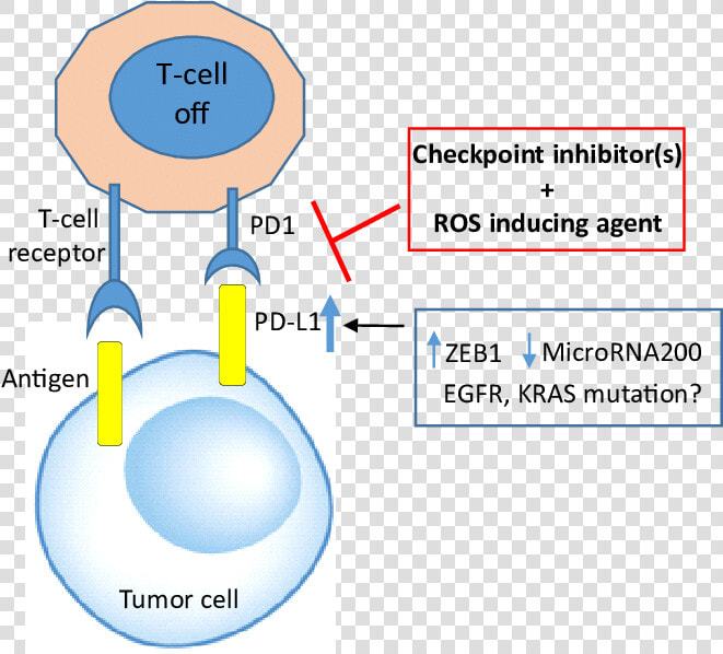 Cancers Cells Adapt And Exploit Immune System To Evade   Immune Evasion Pd L1  HD Png DownloadTransparent PNG