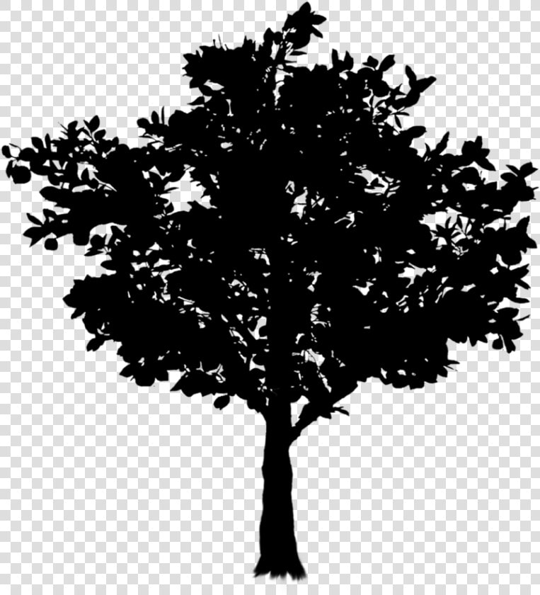 Oak Twig Tree Branch Free Frame Clipart  HD Png DownloadTransparent PNG