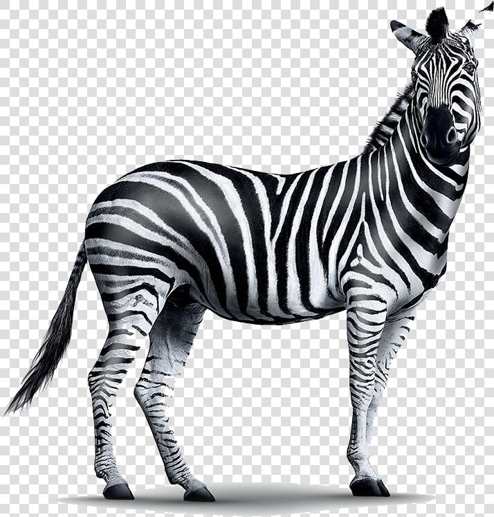 Realistic Zebra Transparent Png   Investec Zebra  Png DownloadTransparent PNG