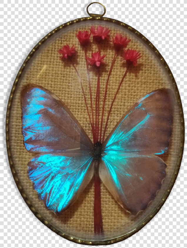 Frame Butterfly Morpho Aureola Src Https   Lycaenid  HD Png DownloadTransparent PNG