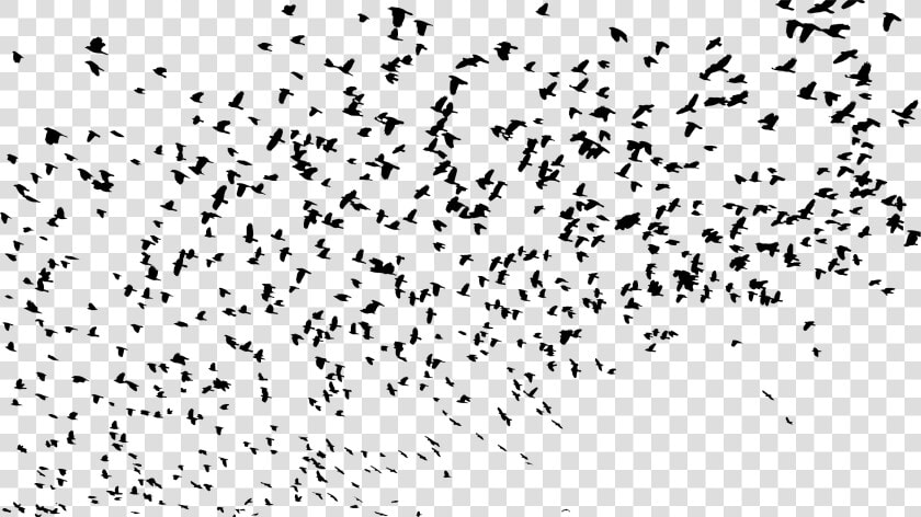 Large Flock Of Birds Silhouette Clip Arts   Flock Of Birds Png  Transparent PngTransparent PNG