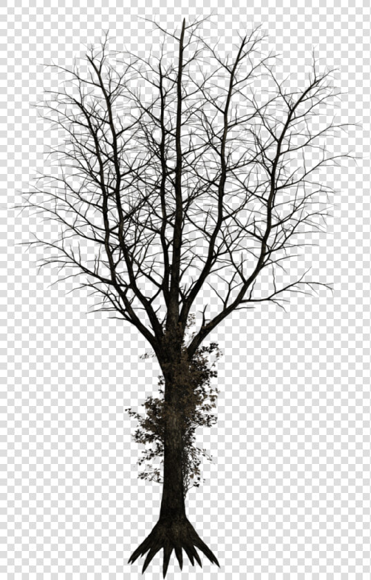 Black Trees Png   Dark Trees Png  Transparent PngTransparent PNG