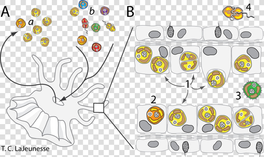 Symbiodinium Ecology   Symbiodinium Cyst  HD Png DownloadTransparent PNG