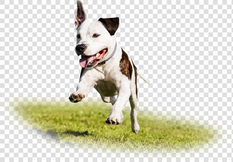 Image   Cachorro Correndo Do Dono  HD Png DownloadTransparent PNG