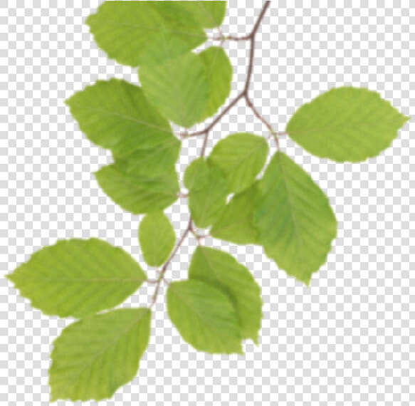 Transparent Mayilpeeli Png  Png DownloadTransparent PNG