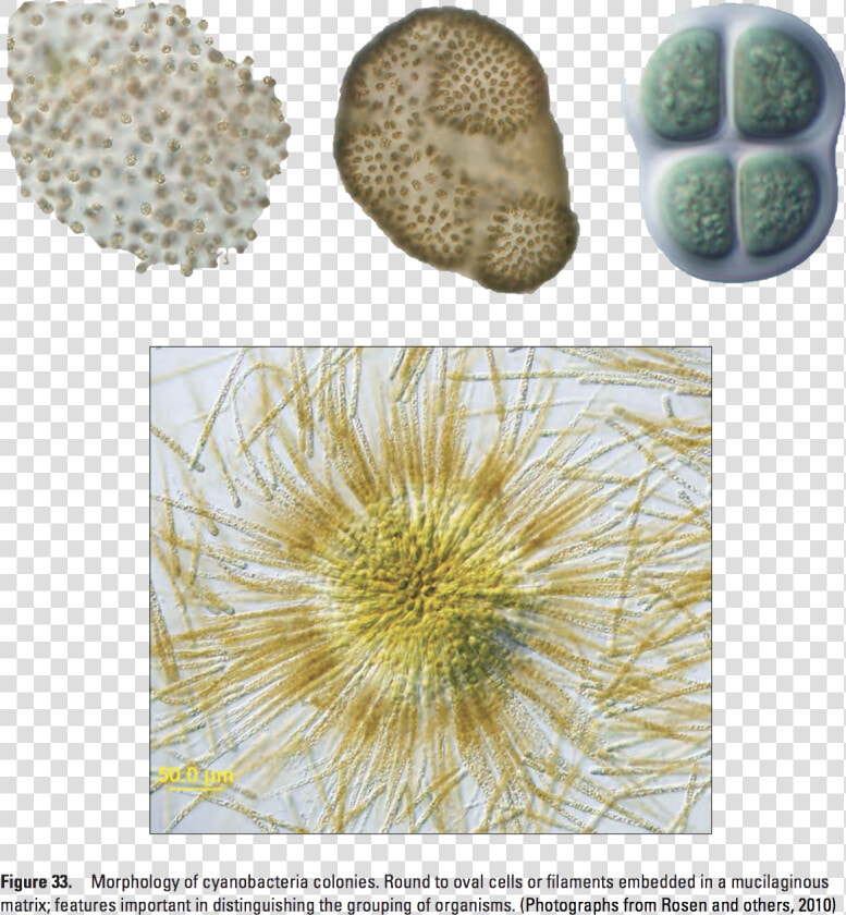 1 23 20 City Water Bacteria 2 Copy Class Img Responsive  HD Png DownloadTransparent PNG