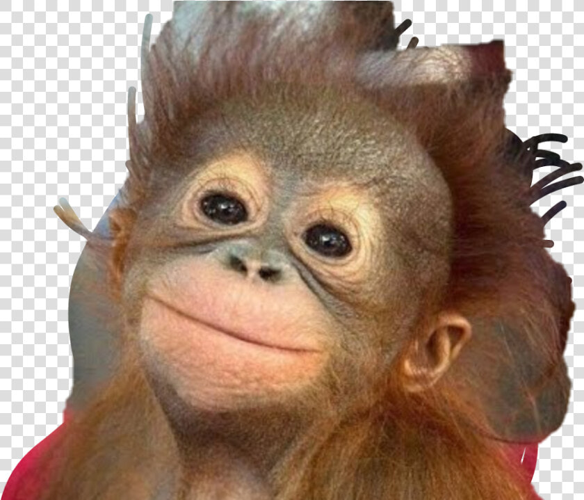 Funny Monkey   Png Download   Good Morning With Monkey  Transparent PngTransparent PNG