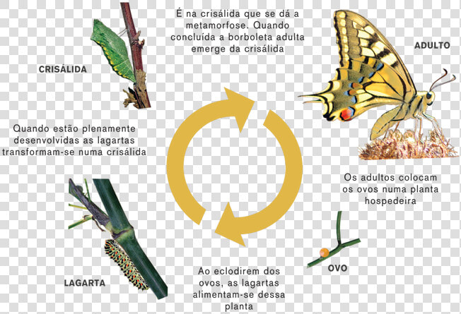 Ciclo Da Vida Borboleta Morte  HD Png DownloadTransparent PNG