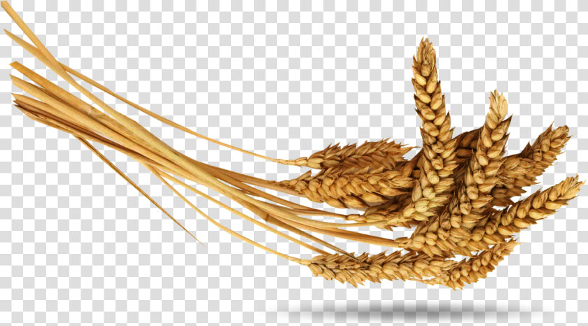 Wheat   Колосья Пшеницы Пшеница Png  Transparent PngTransparent PNG