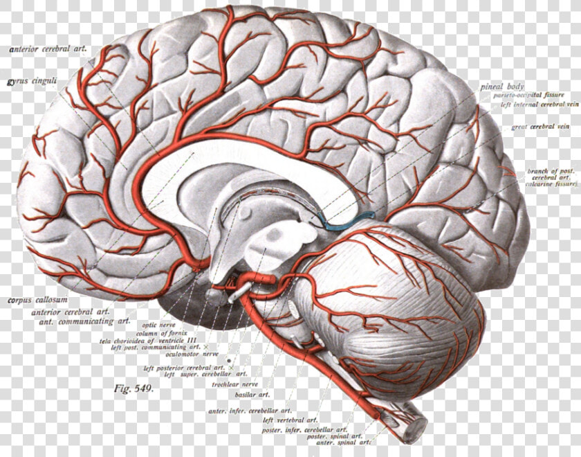 File   Sobotta   3   1909   549   Anterior Cerebral Artery Course  HD Png DownloadTransparent PNG