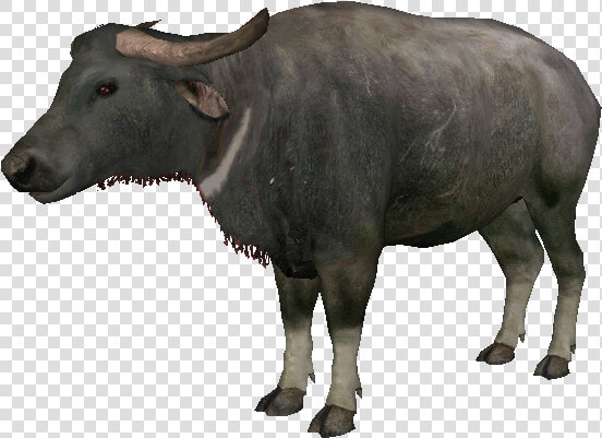 Welcome To Ideas Wiki   Water Buffalo  HD Png DownloadTransparent PNG