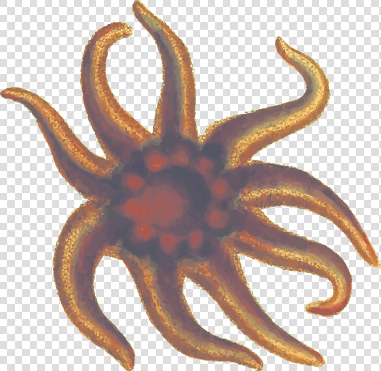 Marine   Echinoderm  HD Png DownloadTransparent PNG