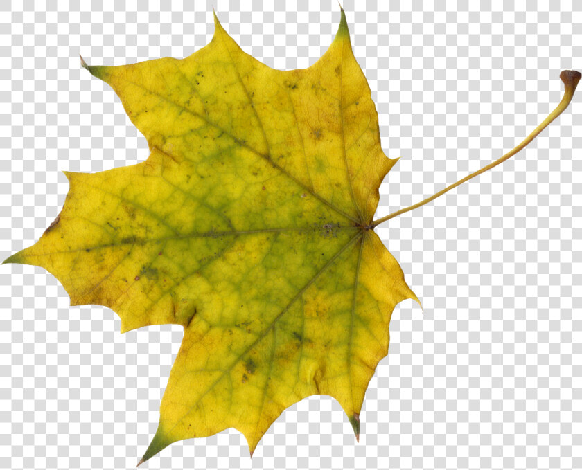 Maple Leaf   Sugar Maple Leave Clip Art  HD Png DownloadTransparent PNG