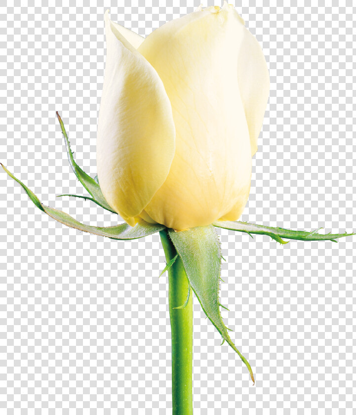 White Rose Png Image  Flower White Rose Png Picture   White Rose Image Download  Transparent PngTransparent PNG