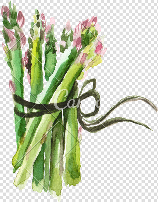 Transparent Asparagus Png   Asparagus Png Watercolor  Png DownloadTransparent PNG