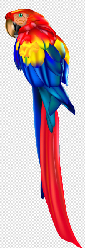 Transparent Guacamaya Png   Guacamayas Colombianas Dibujos  Png DownloadTransparent PNG