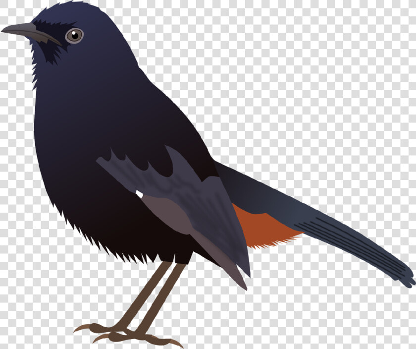 Indian Koel Bird Drawing   Png Download   Indian Robin Bird Png  Transparent PngTransparent PNG