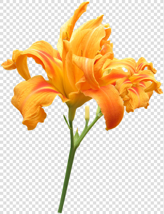 Flower  Stem Day Lily  Summer   Praise God From Whom All Blessings Flow  HD Png DownloadTransparent PNG