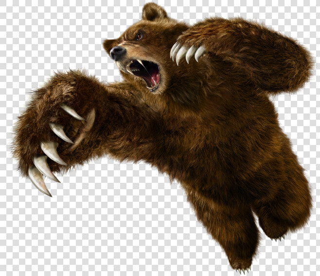 Grizzly Bear Png   Tekken 6 Kuma  Transparent PngTransparent PNG