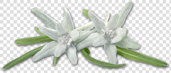 Image Colored Soft Crown Tarziedelweiss   Edelweiss  HD Png DownloadTransparent PNG