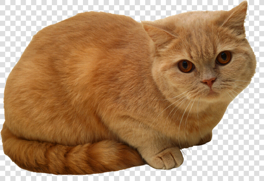 Sitting Cat Png Png Image   Sitting Cat Png  Transparent PngTransparent PNG