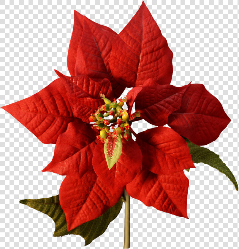 Poinsettia Flower Christmas Cutting Joulukukka  HD Png DownloadTransparent PNG