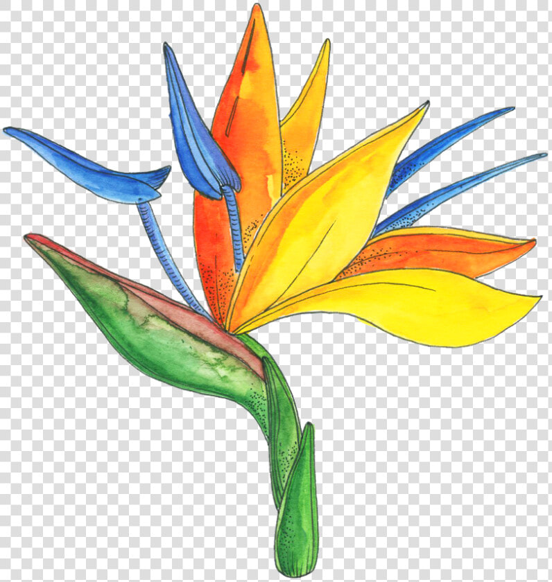 Bird Of Paradise   Png Download   Bird Of Paradise  Transparent PngTransparent PNG