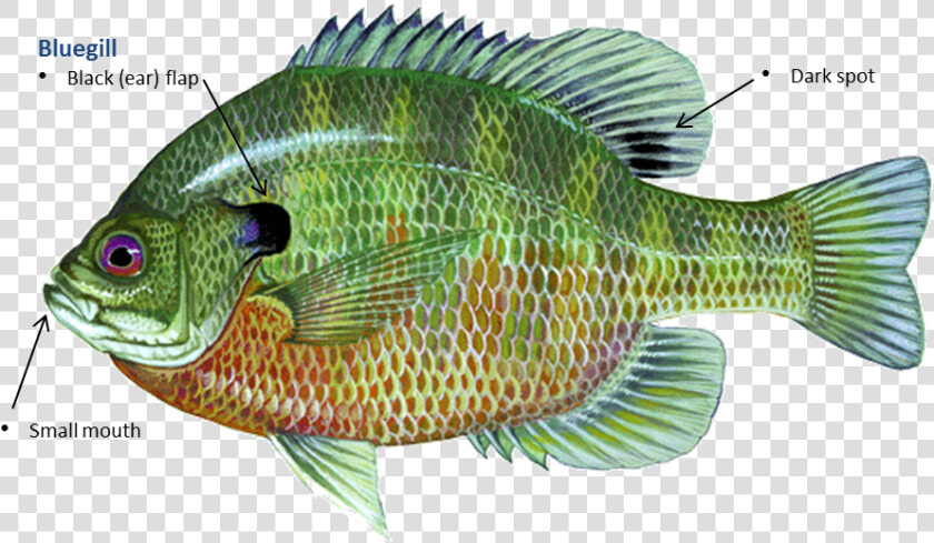 Bluegill   Big Bear Lake Fishing Report  HD Png DownloadTransparent PNG