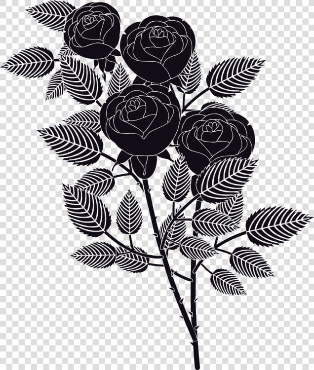 Plant flora leaf   Garden Roses  HD Png DownloadTransparent PNG