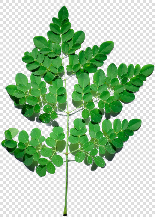 Thumb Image   Moringa Tree Png  Transparent PngTransparent PNG