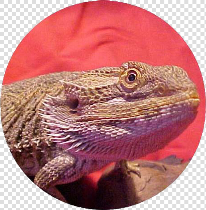 Bearded Dragon Care Info Pet Bearded Dragon Care  amp    Bearded Dragon Co Logo  HD Png DownloadTransparent PNG